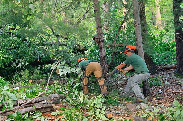 How Our Tree Care Process Works  in  Ainsworth, NE